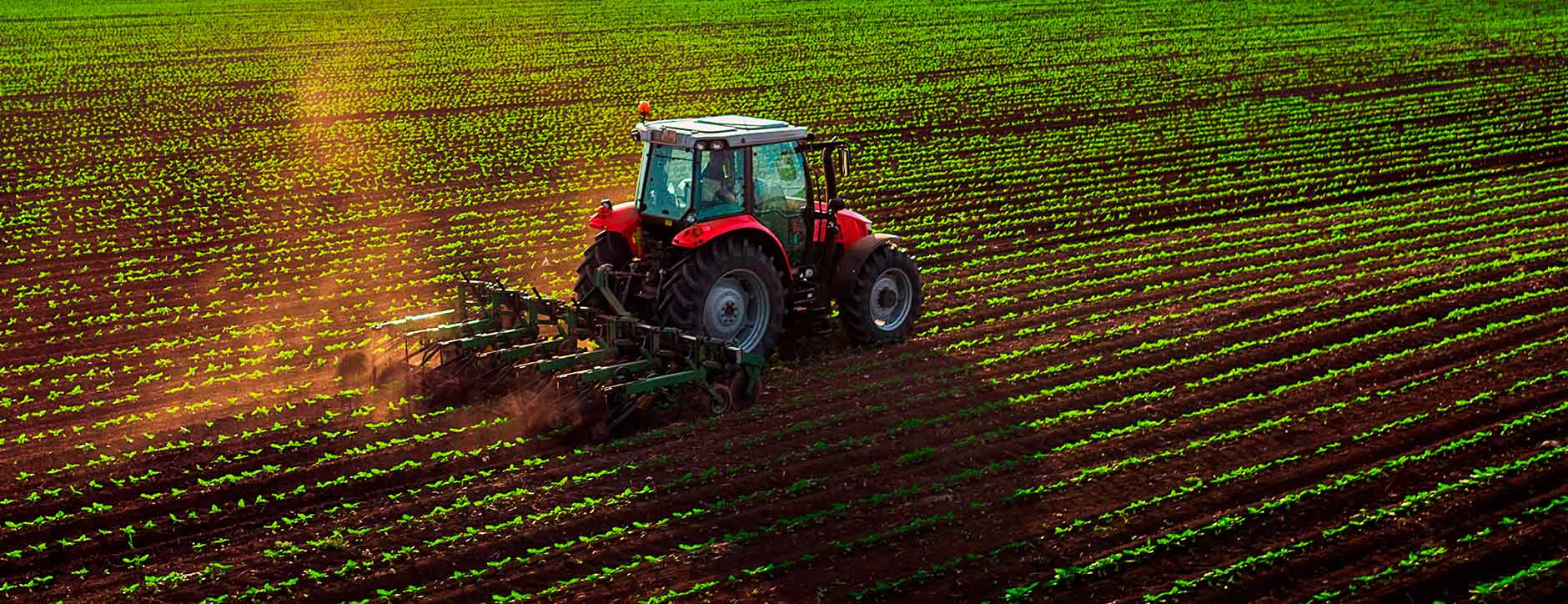 Agriculture Industry in Uganda